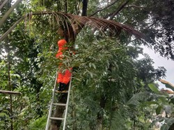 Tawon Ngamuk Usai Sarang Diganggu, Pelajar-Pemotor di Bogor Kena Sengat