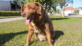 Kisah Ajaib Bobi, Anjing Tertua di Dunia dari Portugal