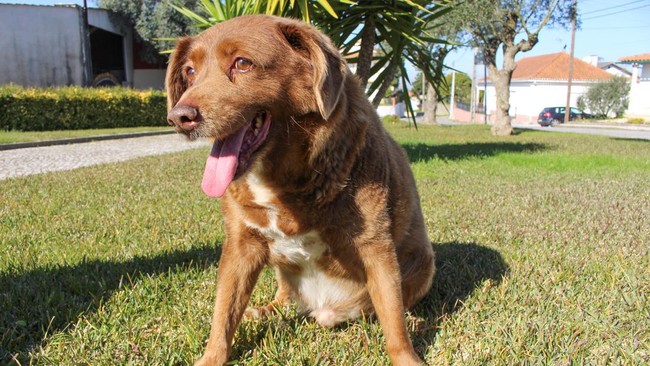 Kisah Ajaib Bobi, Anjing Tertua di Dunia dari Portugal Bobi yang merupakan anjing ras Rafeiro do Alentejo merayakan ulang tahun ke-30 pada tahun lalu dan jadi anjing tertua di dunia.