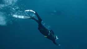 FOTO: Aksi Menegangkan Penyelam Bertemu Paus Pembunuh di Laut Norwegia