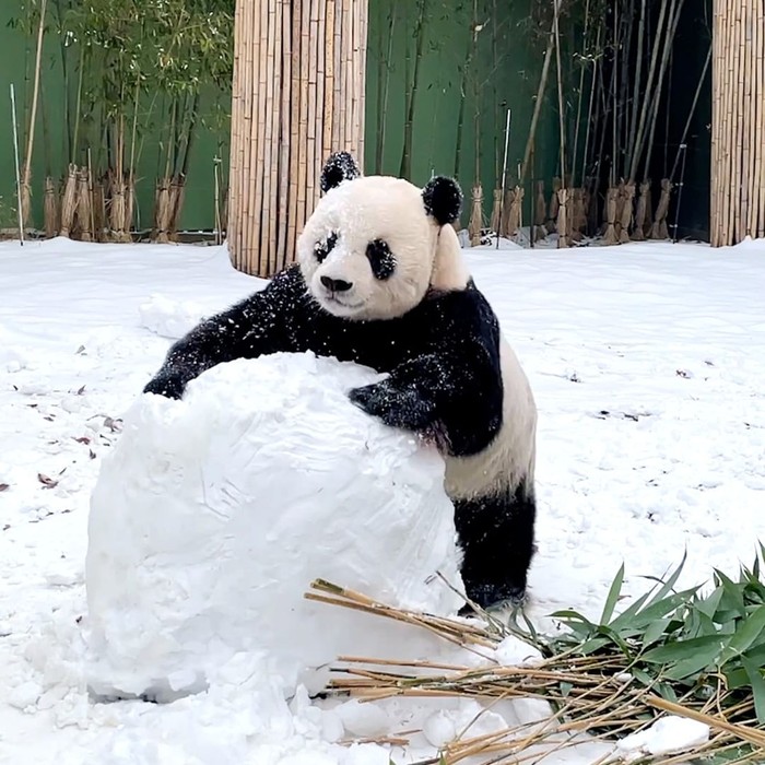 Sembari beristirahat, Beauties bisa pergi ke Safari World untuk menyaksikan Panda yang bermain di hamparan salju. Selain Panda juga terdapat berbagai hewan menggemaskan lainnya seperti Alpaka, Kapibara, dan Harimau. (Foto: instagram.com/witheverland)