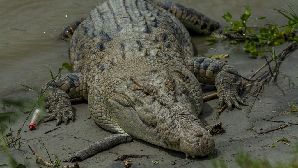 Nelayan Bintan Ditemukan Tewas Usai Diterkam Buaya