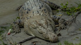 Ancaman Buaya di NTT Tinggi, Rusaknya Hutan Mangrove Disorot