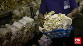 Ahli Temukan Jamur yang Bisa Jadi Alternatif Membuat Plastik
