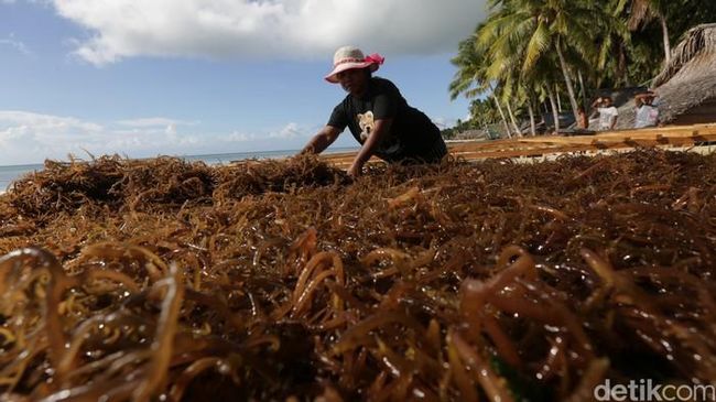 Rumput Laut Jadi Andalan Program Hilirisasi di Era Prabowo