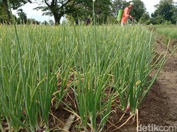 Jurus Petani Bawang di Indramayu Hadapi Cuaca Buruk