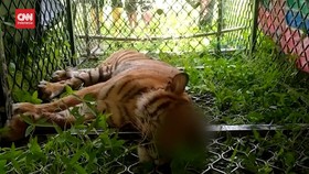 VIDEO: Masuk Perangkap, Harimau Sumatera Terluka Parah