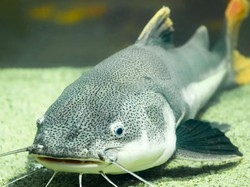 4 Cara Mencegah Kanibalisme pada Bibit Ikan Lele, Pembudidaya Wajib Tahu!