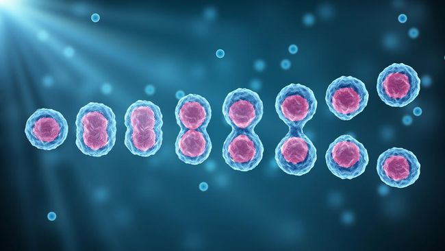 Salah satu jenis pembelahan yang terjadi pada makhluk hidup adalah pembelahan meiosis. Simak pengertian dan tahapannya.