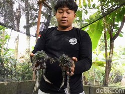Kungkong! Pria Purworejo Ini Raup Cuan dari Ternak Kodok