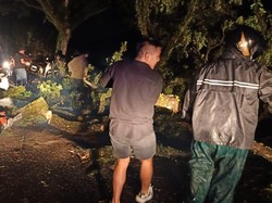 Pohon Tumbang Timpa Pemotor hingga Patah Tulang di Desa Sembung