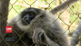 VIDEO: Rumah Singgah Primata
