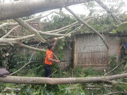 Hujan dan Angin Kencang Bikin Pohon Tumbang Timpa Atap Rumah di Jakut-Jaktim