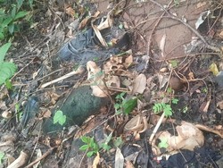 Warga Flores Timur yang Tinggal Tulang Pakai Kaus Saya Cinta Kampung Halaman