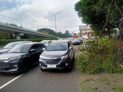 Di Balik Angin Kencang Jakarta Penyebab Banyak Pohon Tumbang