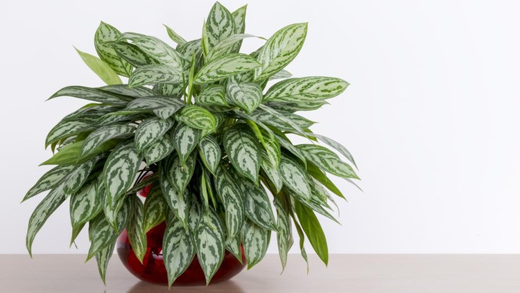 10 Jenis Tanaman Aglonema Beserta Manfaat dan Cara Merawatnya Aglaonema Maria houseplant cuttings in a red glass vase in front of a white wall, Chinese Evergreen