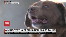 VIDEO: Anjing Tertua di Dunia Berusia 30 Tahun