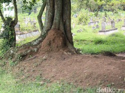 Aneh tapi Nyata! Rumput Enggan Tumbuh di Petilasan Sunan Pojok Blora