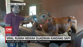 VIDEO: Rumah Hewan Sultan,  Rumah Mewah Jadi Kandang Sapi