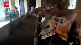 VIDEO: Melihat Rumah Mewah Sapi Di Bangkalan