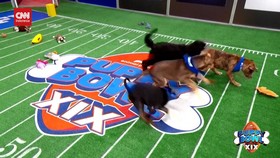 VIDEO: Puppy Bowl, Pertandingan Anabul Gemas Ala Super Bowl