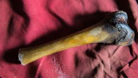 Ilmuwan Bongkar Identitas Sebenarnya Yeti, Simak Faktanya