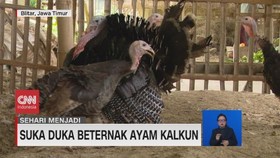 VIDEO: Suka Duka Beternak Ayam Kalkun