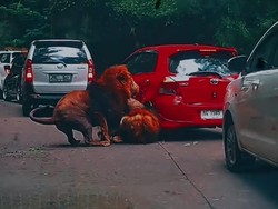 Viral Mobil Ditabrak Singa, Kerusakan Ditanggung Asuransi?