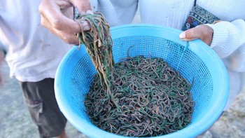 Bau Nyale Tradisi Tangkap Cacing Laut, Makanan Tinggi Nutrisi untuk Anak Khas Lombok