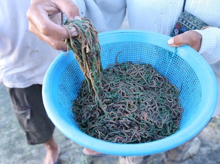 Bau Nyale Tradisi Tangkap Cacing Laut, Makanan Tinggi Nutrisi untuk Anak Khas Lombok