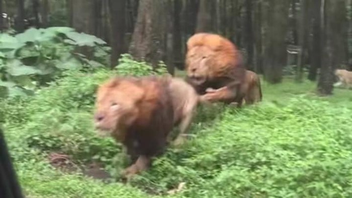2 ekor singa Taman Safari Indonesia II, Prigen, Pasuruan viral di media sosial berkelahi dan menabrakmobil pengunjung