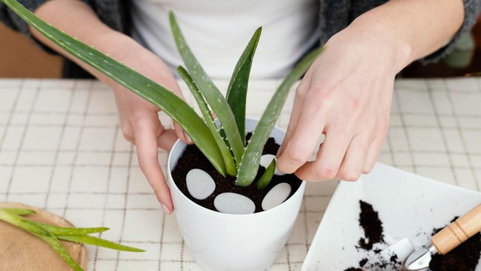 Sudah Tahu Belum? 7 Tanaman Ini Disebut dalam Alquran dan Dipercaya Bisa Bawa Energi Positif Lho!