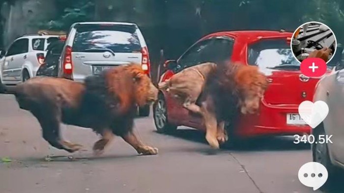 Potret singa tabrak mobil di Taman Safari Indonesia II, Jawa Timur