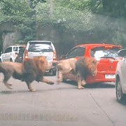 Viral di TikTok! Singa Berkelahi dan Tabrak Mobil di Taman Safari, Ini Cuitan Kocak Pemilik Mobil dan Netizen!