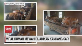 VIDEO: Viral Rumah Mewah Dijadikan Kandang Sapi