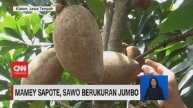 VIDEO: Mamey Sapote si Sawo Berukuran Jumbo dan Jeruk Pamelo