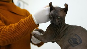 FOTO: Menyelamatkan Kucing Sphinx yang di Tato Narapidana Meksiko