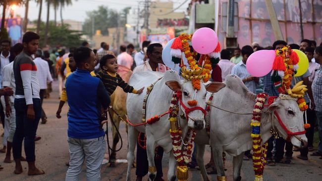 Pemuda Muslim India Tewas Tak Wajar Gegara Sapi, Kenapa?