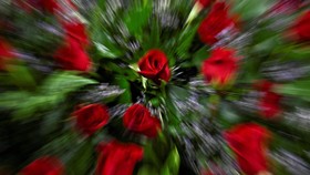 FOTO: Valentine: Hari Penuh Bunga dan Cinta yang Semanis Cokelat