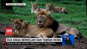 VIDEO:Klarifikasi! 2 Singa Jantan Berkelahi Menabrak Mobil Pengunjung