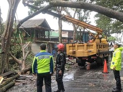Pohon Setinggi 20 Meter Tumbang Melintang Jalan di Palabuhanratu