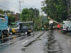Pohon Besar Tumbang Timpa Motor di Kediri, Ayah Tewas-Anak Terluka