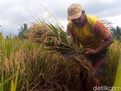 Dinilai Rugikan Petani, Pemerintah Diminta Evaluasi Ulang HET Gabah