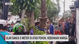 VIDEO: Ular Sanca 5 Meter di Atas Pohon, Hebohkan Warga