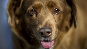Aktivis Ungkap Motif Anjing Dibuang ke Rawa hingga Dimakan Buaya