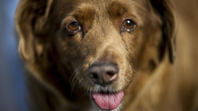 Aktivis Animal Hope Shelter Christian Joshua mengungkap motif pelaku membuang anjing ke rawa hingga diterkam buaya. 