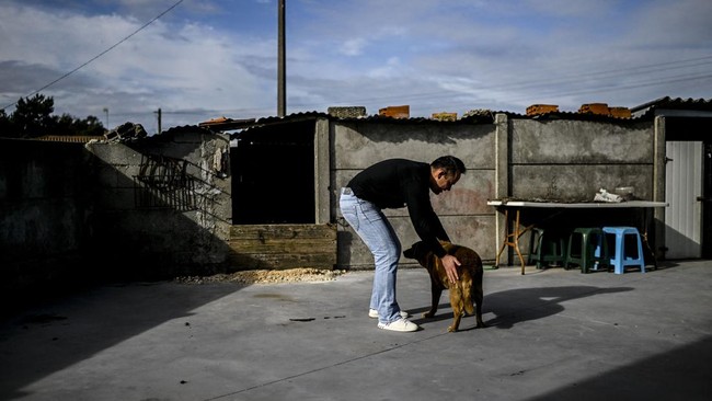 FOTO: Cerita Ajaib Bobi, Anjing Tertua di Dunia dari Portugal