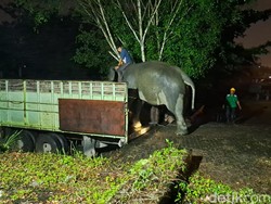 Taman Rimba Zoo Jambi Datangkan Gajah Betina Seberat 2,3 Ton
