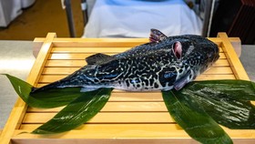 Disebut Lebih Berbahaya dari Sianida, Ini Efek Keracunan Ikan Buntal
