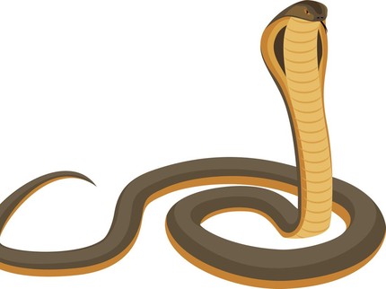 Ketua Sioux Ular Indonesia Tewas Digigit King Cobra, Begini Pertolongan Pertama Saat Dipatuk Ular